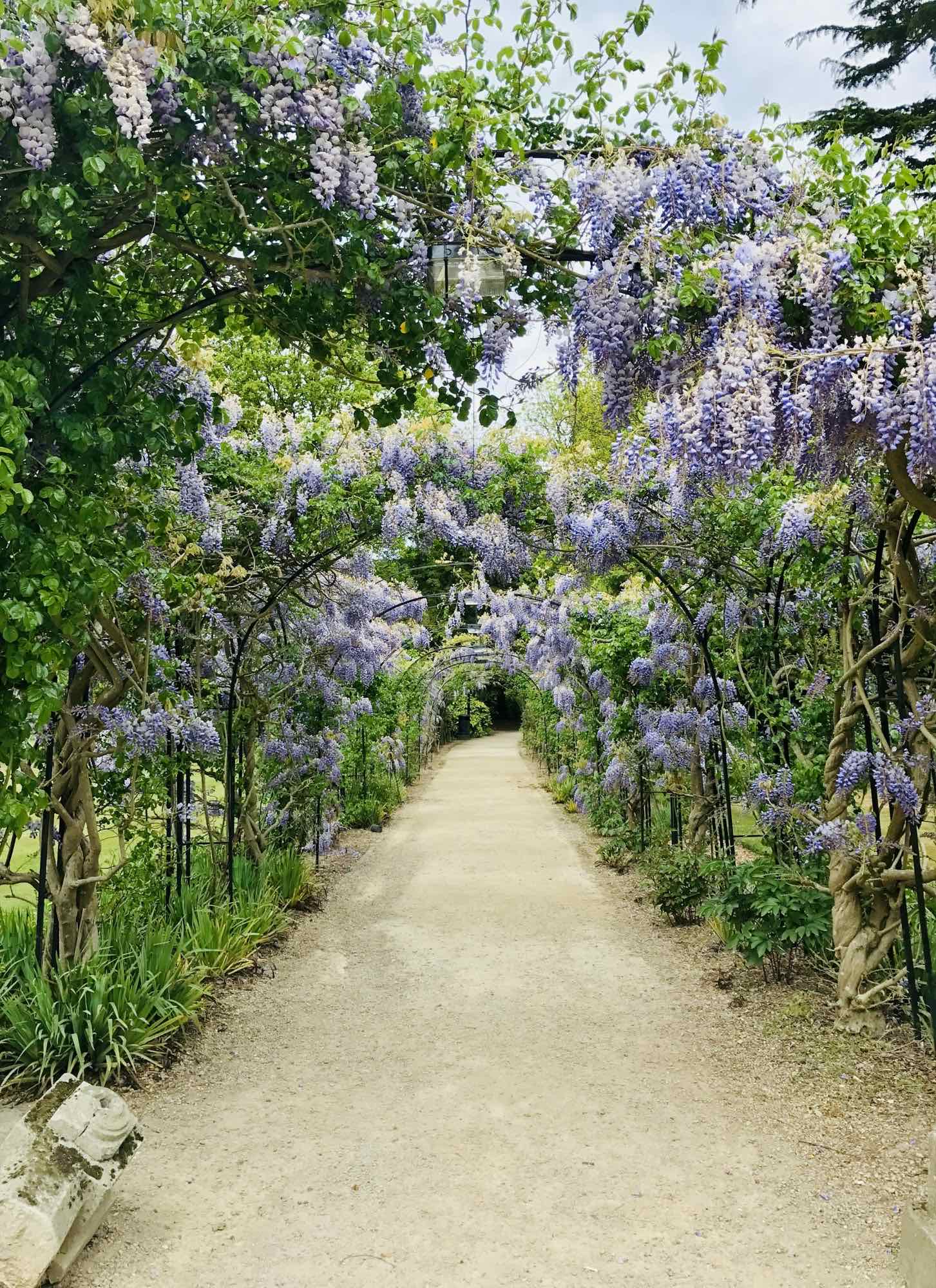 A gravel path beneath an arch of blooming wisteria
